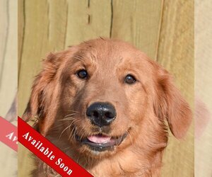 Golden Retriever Dogs for adoption in Huntley, IL, USA