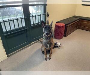 Mutt Dogs for adoption in Pasadena, CA, USA