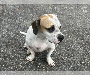 Bagle Hound Dogs for adoption in Ocala, FL, USA