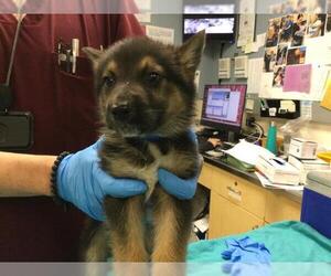 German Shepherd Dog Dogs for adoption in Riverside, CA, USA