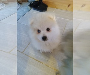 Huskies -Pomeranian Mix Dogs for adoption in Uwchlan, PA, USA