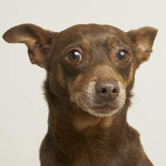 Medium Photo #1 Chipin Puppy For Sale in Eden Prairie, MN, USA