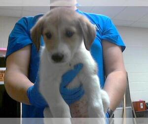 Labrador Retriever-Unknown Mix Dogs for adoption in Fayetteville, NC, USA