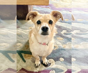 Dachsador Dogs for adoption in Millsboro, DE, USA
