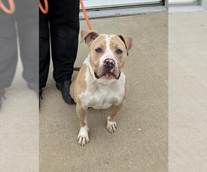 Mutt Dogs for adoption in Louisville, KY, USA