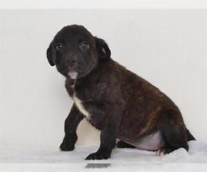 Labrador Retriever-Unknown Mix Dogs for adoption in Oroville, CA, USA