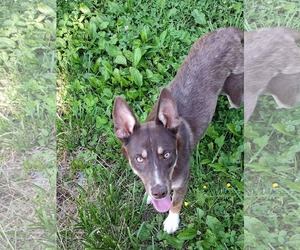 Mutt Dogs for adoption in Westwood, NJ, USA