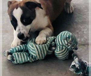 Corgi Basset Dogs for adoption in Pleasanton, TX, USA