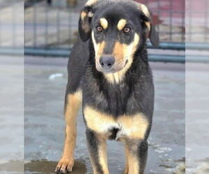 Mutt Dogs for adoption in Boston, MA, USA