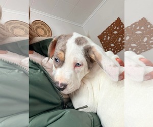 Catahoula Leopard Dog-Unknown Mix Dogs for adoption in New London, WI, USA