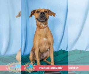 Black Mouth Cur-Unknown Mix Dogs for adoption in Mobile, AL, USA