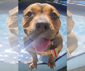 Bulldog-Unknown Mix Dogs for adoption in Lakewood, CO, USA