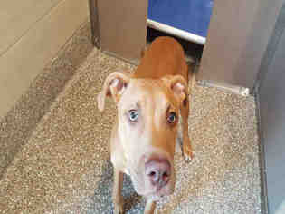 American Staffordshire Terrier-Unknown Mix Dogs for adoption in Waynesville, NC, USA