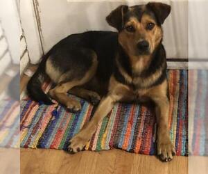 Mutt Dogs for adoption in Evergreen, CO, USA