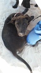 Labrador Retriever-Unknown Mix Dogs for adoption in Northport, AL, USA