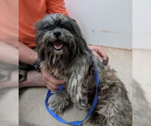 Shih Tzu-Unknown Mix Dogs for adoption in Grafton, WI, USA
