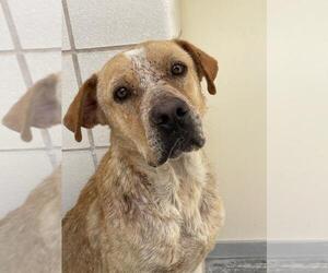 American Pit Bull Terrier-Unknown Mix Dogs for adoption in Corpus Christi, TX, USA