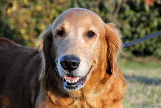 Golden Retriever Dogs for adoption in Mount Carmel, IL, USA