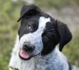 Medium Photo #1 Border Collie-Unknown Mix Puppy For Sale in Dodson, MT, USA