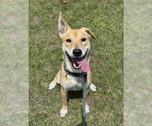 Labrador Retriever-Unknown Mix Dogs for adoption in Fort Lauderdale, FL, USA