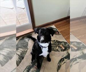 Labrador Retriever Dogs for adoption in Derwood, MD, USA