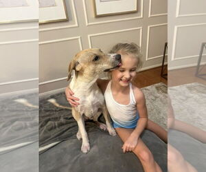 Labrenees Dogs for adoption in The Woodlands, TX, USA