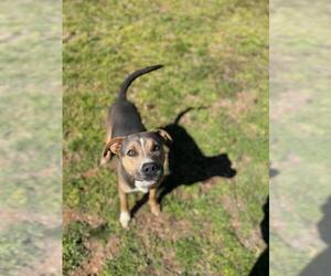 American Staffordshire Terrier Dogs for adoption in Temple, GA, USA