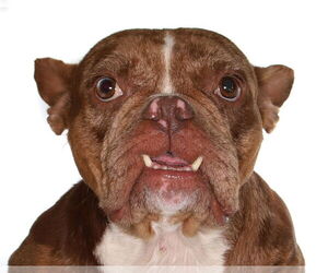 Free-Lance Bulldog Dogs for adoption in Oakland Park, FL, USA