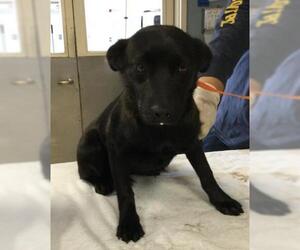 Mutt Dogs for adoption in Riverside, CA, USA