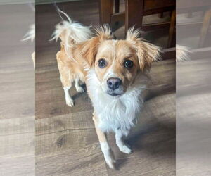 Spaniel-Unknown Mix Dogs for adoption in Corona, CA, USA