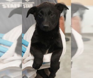 Mutt Dogs for adoption in Bridgewater, NJ, USA