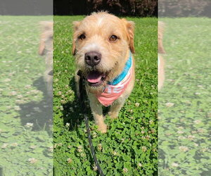 Mutt Dogs for adoption in Rockaway, NJ, USA