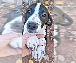 Bluetick Coonhound-Unknown Mix Dogs for adoption in Rutherfordton, NC, USA