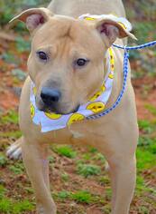 American Pit Bull Terrier Dogs for adoption in Tuscumbia, AL, USA