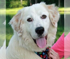 Golden Pyrenees Dogs for adoption in Garfield Heights, OH, USA