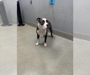 American Pit Bull Terrier-Unknown Mix Dogs for adoption in Las Vegas, NV, USA