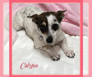 Rat Terrier-Unknown Mix Dogs for adoption in Cranston, RI, USA