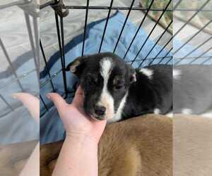 Mutt Dogs for adoption in Calgary, Alberta, Canada