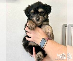 Mutt Dogs for adoption in Washington, DC, USA