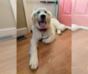 Great Pyrenees Dogs for adoption in Huntersville, NC, USA
