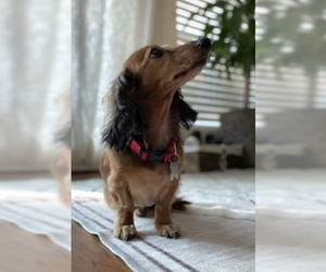 Dachshund Dogs for adoption in Friendswood, TX, USA