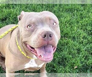 Mutt Dogs for adoption in Martinez, CA, USA