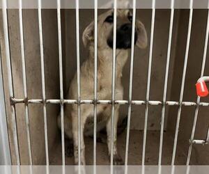 German Shepherd Dog-Unknown Mix Dogs for adoption in Oklahoma City, OK, USA