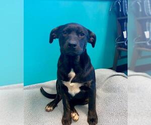Labrador Retriever-Plott Hound Mix Dogs for adoption in Guthrie, OK, USA
