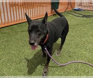 Labrador Retriever-Unknown Mix Dogs for adoption in Las Vegas, NV, USA