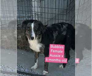 Australian Shepherd-Unknown Mix Dogs for adoption in Westwood, NJ, USA