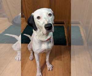 Great Dane-Labrador Retriever Mix Dogs for adoption in Plainfield, IL, USA