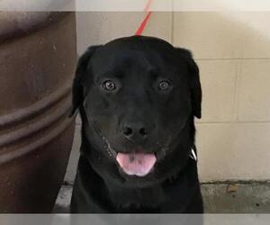 Labrottie Dogs for adoption in pomona, CA, USA