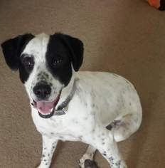 Pointer Dogs for adoption in Bellbrook, OH, USA