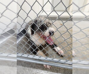 Sheepadoodle Dogs for adoption in Temple, TX, USA